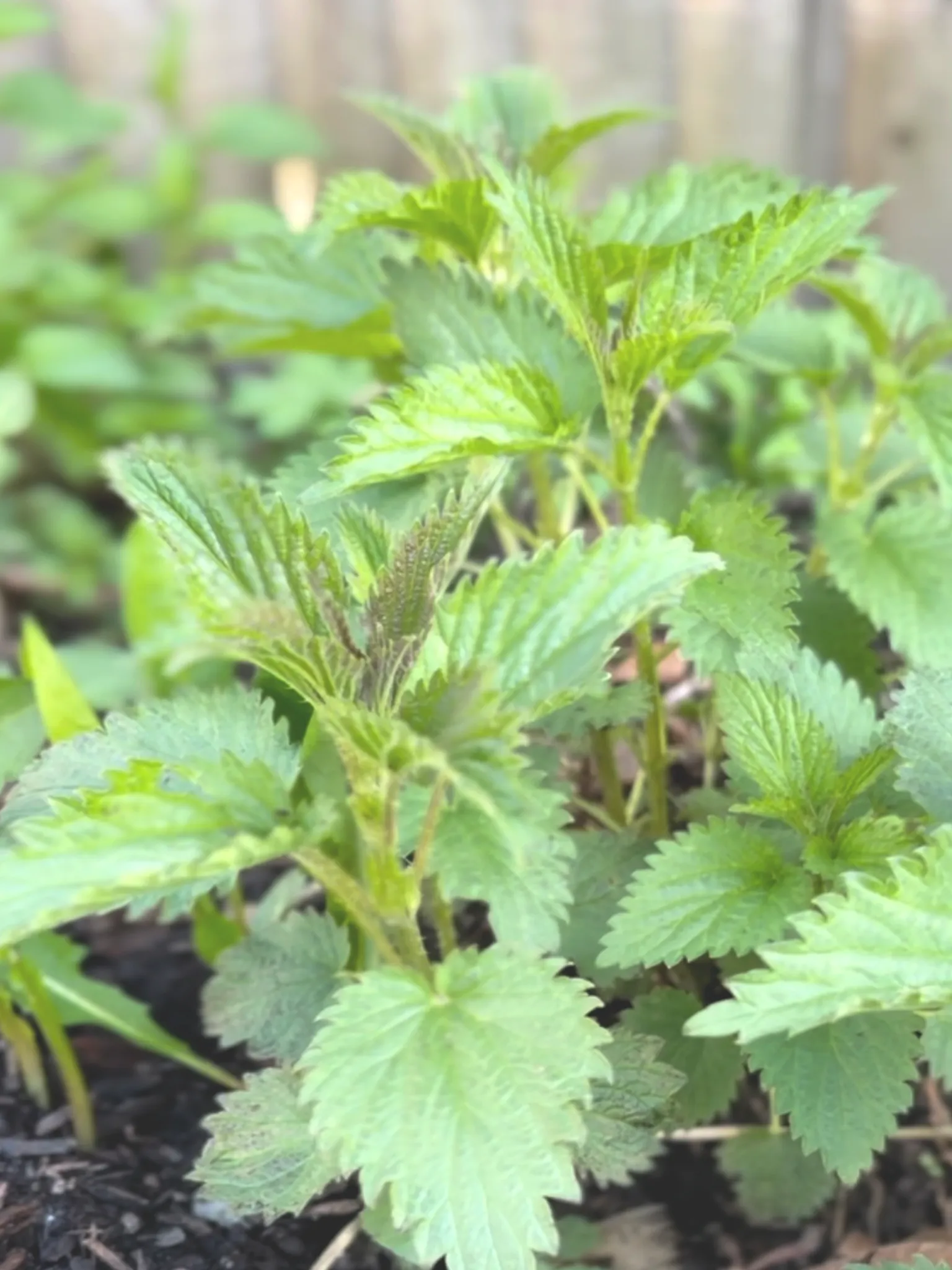 Young stinging nettles in a garden