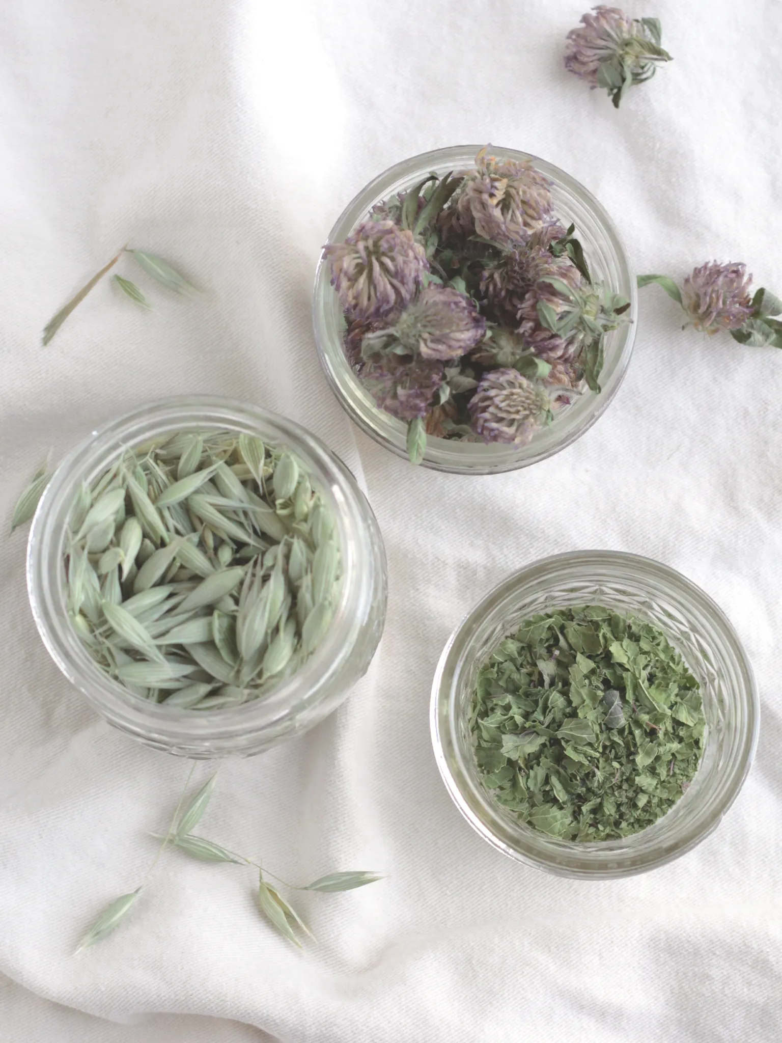 Dried red clover flowers, oat tops, and nettles in glass jars on a table