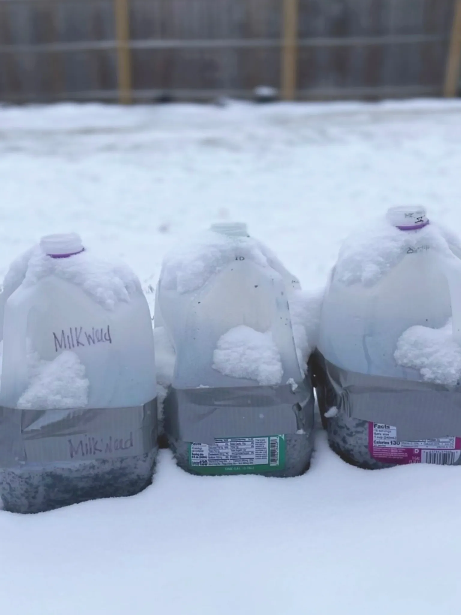 Three milk jugs cut in half and filled halfway with soil and seeds. The jugs were taped and sealed with duct tape. The jugs are on the ground surrounded by snow.