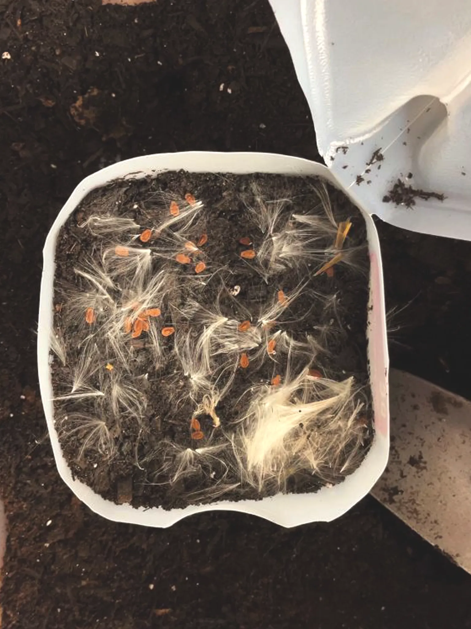 Milkweed seeds in a milk jug filled halfway with soil. I spread the seeds out more and topped with a light covering of soil. 