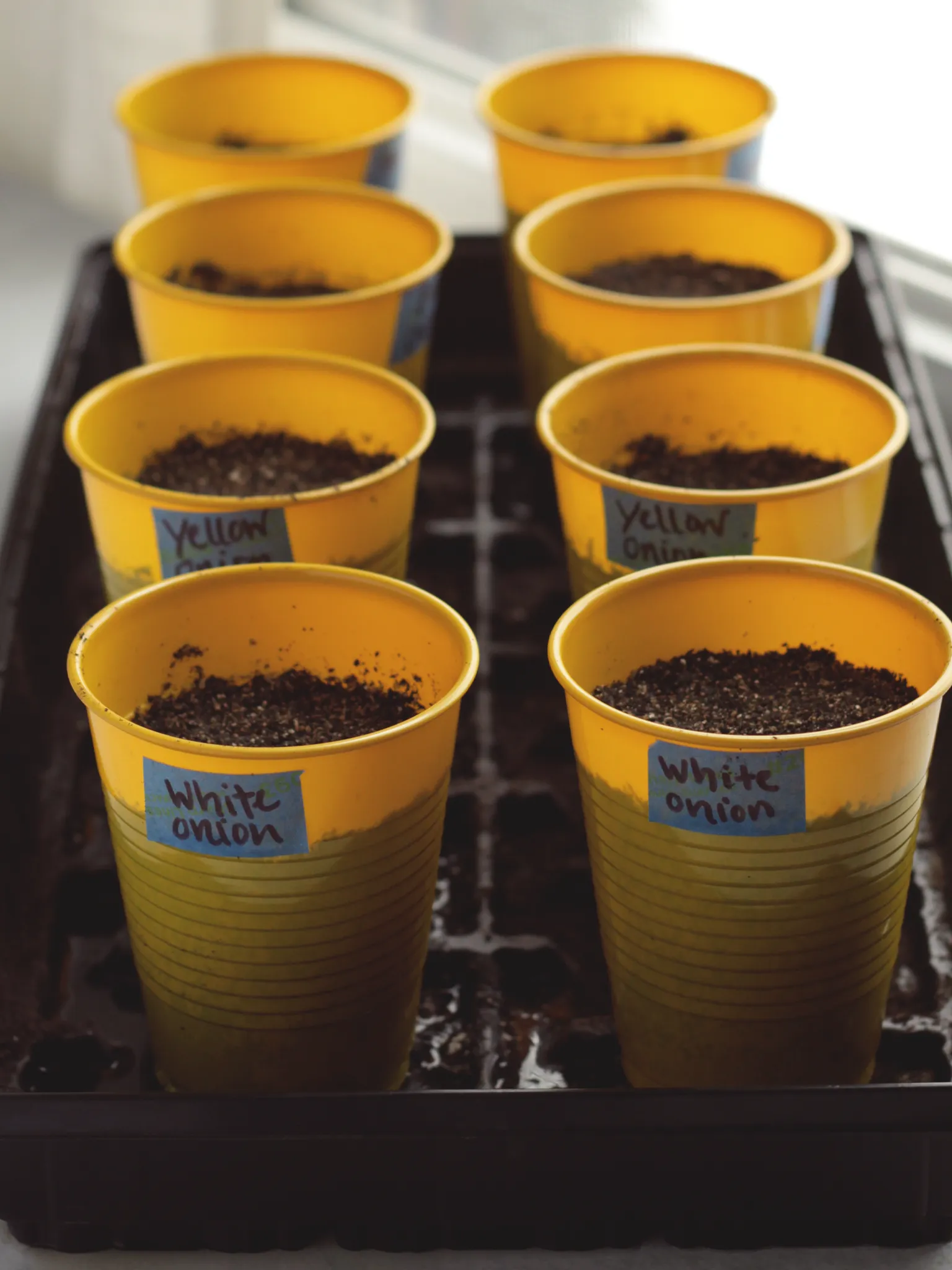 8 yellow Solo cups filled with soil and different varieties of onion seeds. The cups are inside a black seed tray and each cup is labeled with blue tape.