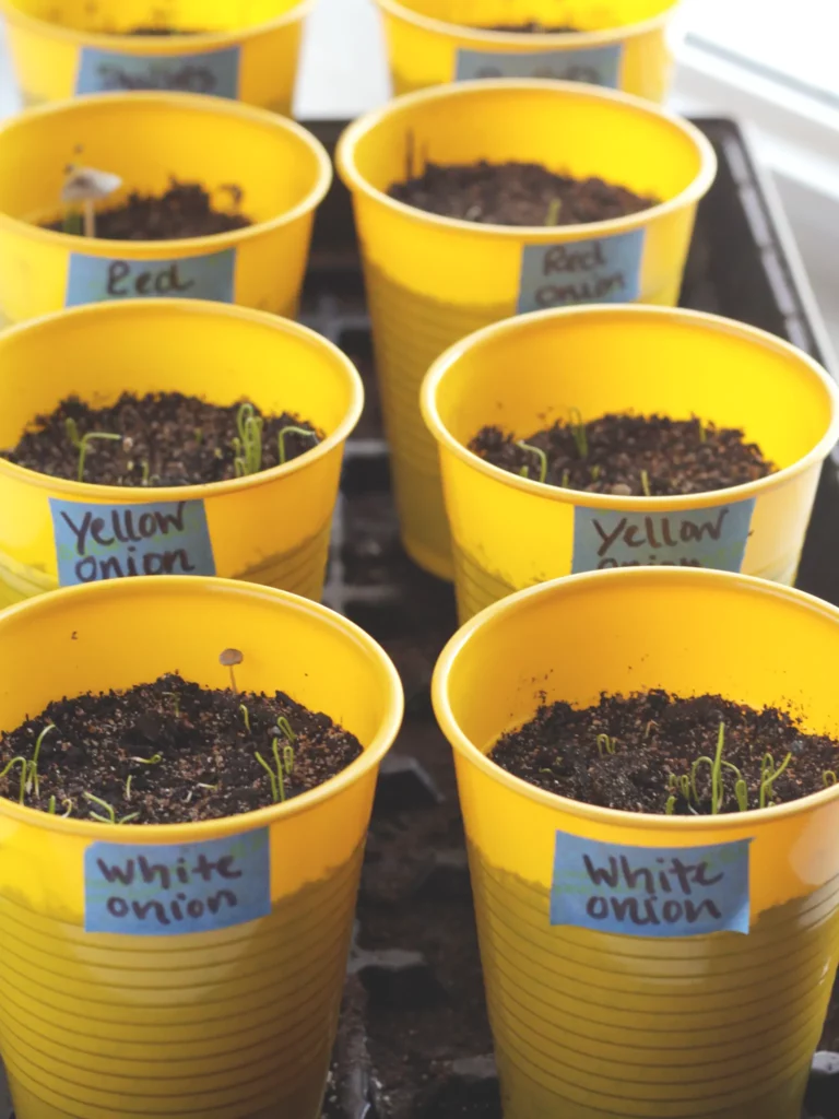 Yellow Solo cups filled with soil and several onion sprouts. Each cup is labeled with the onion variety - white, yellow, red, and shallots.