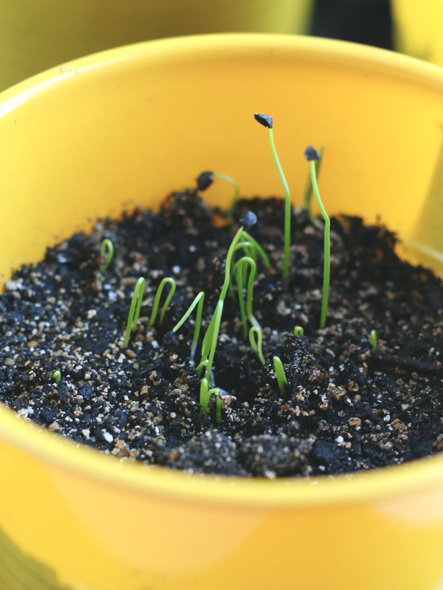 A close up of a yellow Solo cup filled with soil and several onion sprouts. 