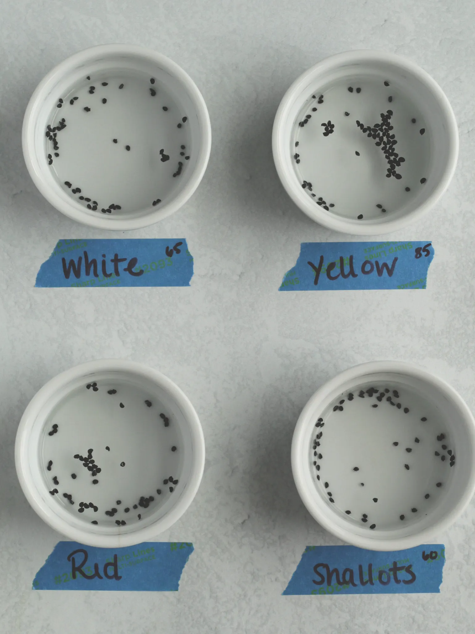 4 small white ramekins on a table filled with water and onion seeds of different varieties.  In front of each ramekin has a blue label listing which variety is in the ramekin.