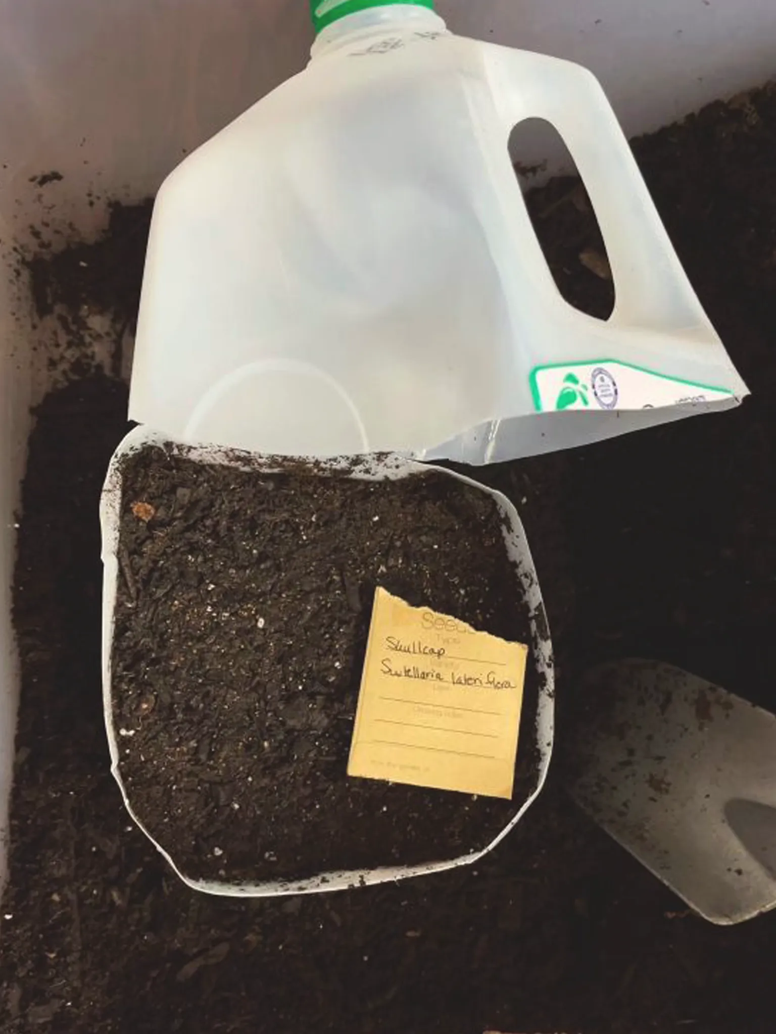 A milk jug cut in half and filled with soil. Tiny seeds of skullcap are scattered around the soil. The opened seed pack is on the soil, as well. 